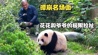 huahua panda谭蹦名场面，大熊猫花花和谭爷爷的极限拉扯，真是笑死人了