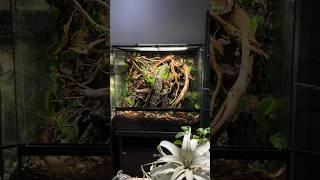 Before and after plants #everevolvingexotics #reptiles #bioactive #vivarium #reptileshop #tucson