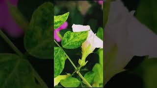 White Butterfly pea flower/white Aparajita, spring flowering  plant #viralvideo #foryou #nature