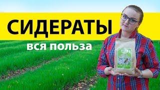 Сидераты. Богатый урожай без химии