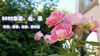 2020年玫瑰花、名、录 （下集）~26种各类玫瑰开花实录 （ 26 different Types of Roses Blooming Record in 2020 with name)