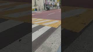 비둘기#Shorts