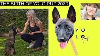 The birth of YOLO PUP | Interview with Jillian Wilson, Creator of YOLO PUP