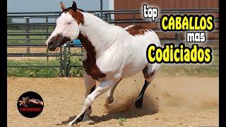 El caballo mas codiciado del mundo  (Las mejores razas de caballos)