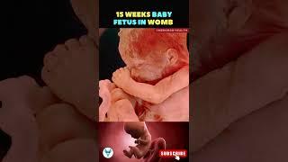 A life growing inside the womb | 15 weeks fetus | Fetal growth #baby #shorts #life