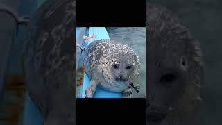 мыы с бро #рекомендации#рек#реки#shorts#шортс#тюлень#тюлени#seal#seals#otter#выдра#актив#врек#cute