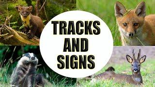 How to Find Wild Animals Using ONLY Tracks and Signs