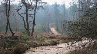 The Sallandse Heuvelrug: the hilly Dutch National Park in the flat province of Overijssel