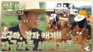 [#삼시세끼초심모음zip] 이 정도면 자급자족 체질  하면 된다!!! 고구마, 감자 마스터 (feat. 고구마 밭 런웨이) | #삼시세끼산촌편 | #Diggle