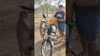 अरे ये क्या कर रहे हो #vlogerveera #viral #shortvideo #youtube #monkey #vlog