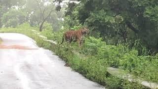 Tiger at Gopalaswamy Betta