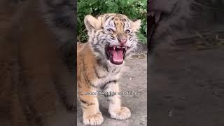 The tigress went completely mad when she couldn’t find her cub#shorts #animals #tiger #love #pets