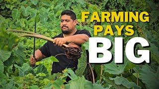 5 WAYS FARMING IMRPOVED OUR LIVELIHOOD | FARMING IN SAMOA 