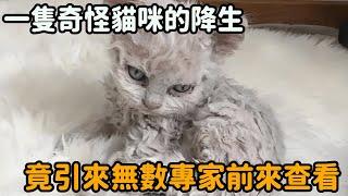 收容所來了一隻奇怪的小猫，當它長大後睜開眼睛，專家竟被緊急召喚！