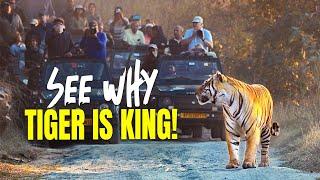 The Best Tiger Sighting in Panna Tiger Reserve - 4K Video Hindi | हिन्दी