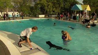 Dogs love to swim in pools