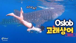 oslob whale shark watching