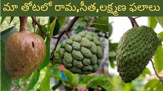 మా తోటలో ఔషధ గని-రామ,సీత,లక్ష్మణ ఫలాలు-Bullock’s Heart, Soursop | Custard Apple Harvest,Grow & Care