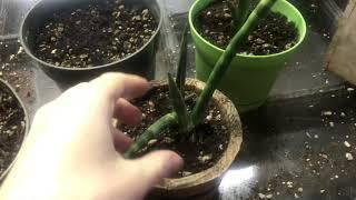 Sansevieria Cylindrica and Sansevieria Bacularis Juvenile And Mature Leaves