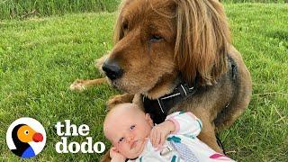 135-Pound Rescue Dog Is Now A Huge Brother To His 15-Pound Little Sister | The Dodo Soulmates