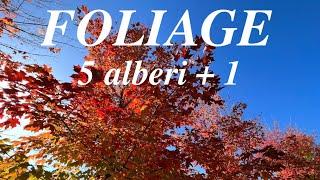 5 Alberi + 1 da  utilizzare nel giardino con dei colori straordinari in autunno 