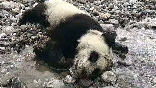 Wild Baby Panda Drowned in Floodwaters 半岁野生熊猫宝宝溺水身亡