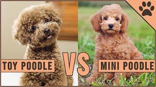 Toy Poodle vs Miniature Poodle