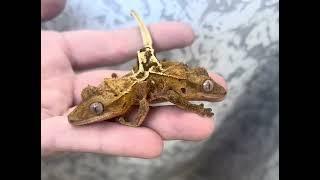 2 headed crested gecko update (2,3 years old)