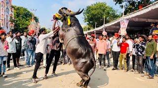 Sadar 2024 | Telangana Sadar Festival 2024 | Sadar Celebrations at Hyderabad | Bulls Festival 2024