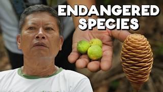 How One Person Saved a Forest in the Philippines (Negros Oriental)