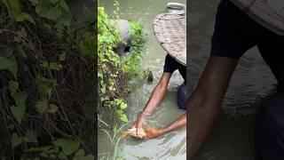 Amazing village Fishing videos #fish #fishing #villagefishing #shorts #foryou #viral #trending