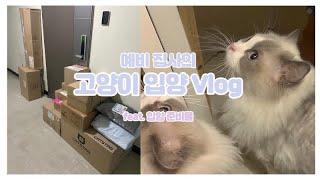 VLOG l 고양이 입양 브이로그 • 입양 전 준비물 언박싱