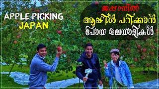 ജപ്പാനിലെ നല്ല ഫ്രഷ് ആപ്പിൾ ഒന്ന് കഴിച്ചാലോ? Apple Picking, Ibaraki, Japan Travel Vlog Malayalam