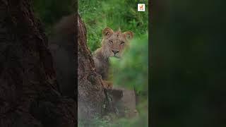 Terrifying Truths About Wild Animal Attacks