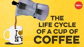 The life cycle of a cup of coffee - A.J. Jacobs