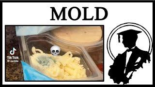 Is Lunchly Moldy?