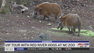 Take a VIP tour and see the red river hogs at the North Carolina Zoo