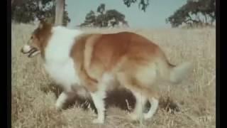 (·)ï(·) ****LASSIE**** ( orig. Serie von 1954 ) Deutsch