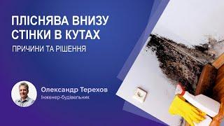 121224 Пліснява внизу стінки в кутах у приміщеннях будинку