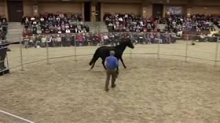 Watch Monty Roberts put first saddle, bridle and rider up in 30 minutes on Corona