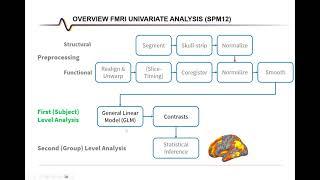 fMRI Analysis with SPM12: First Level Analysis (with GUI)