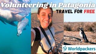 Volunteering in Puerto Madryn, Patagonia Argentina | WORLDPACKERS