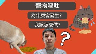 寵物嘔吐～為什麼會發生？我要擔心嗎？