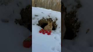 cute rabbits eating  #viral #viralvideo #youtubeshorts #japan #fypシ #funny #trending #papular #fun