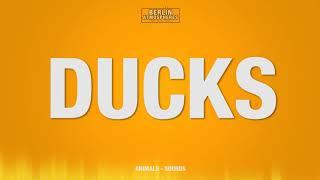 Ducks SOUND EFFECT Duck - Enten Ente SOUNDS SFX