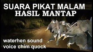 SUARA RUAK RUAK MALAM TERBUKTI datang,waterhensound,nightbirdsound,himquock @mandauel