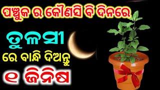 ପଞ୍ଚୁକରେ ତୁଳସୀ ଗଛରେ ବାନ୍ଧିଦିଅନ୍ତୁ ୧ ଜିନିଷ,Kartika masa 2024/Panchuka brata 2024 |