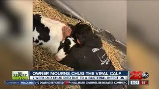 'Chug,' the viral Bakersfield calf has died