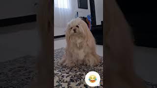 دست دست دست دسی #dog #shortvideo #puppy