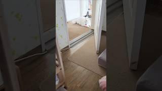 잠시후 고양이가 한 행동?! #shorts#고양이#cat#pets#개냥이#하루#강이지하루#funny#웃참#웃긴영상